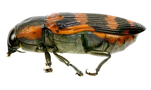 Temognatha mitchellii, DAY185, KI, 31.6 × 13.1 mm